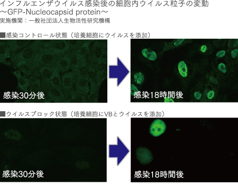 インフルエンザウイルス感染後の細胞内ウイルス粒子の変動。通常のおしぼりと、VB処理したおしぼりの比較写真